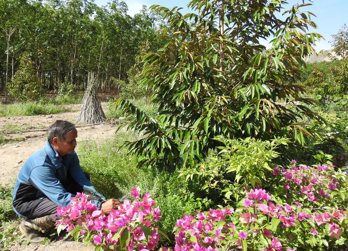 Người Gia Rai ở huyện Sa Thầy cải tạo vườn tạp phát triển kinh tế gia đình.
Ảnh: Nguyễn Khoa Điềm/VOV Tây Nguyên