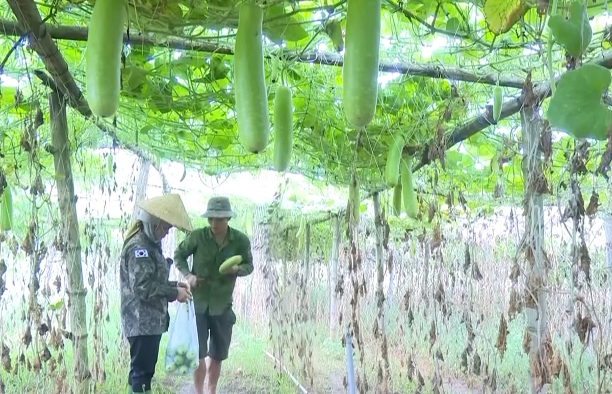 Chỉ tính riêng vụ bầu, gia đình anh Vinh thu được gần 100 triệu đồng