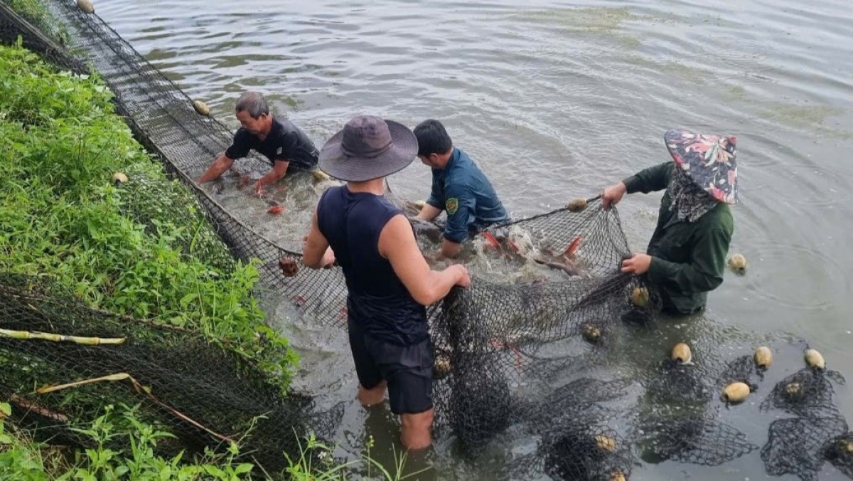 Người nuôi cá lăng dọc sông Srêpốk đang tách đàn, dồn ao để chuẩn bị xuất bán dịp Tết Ất Tỵ 2025.