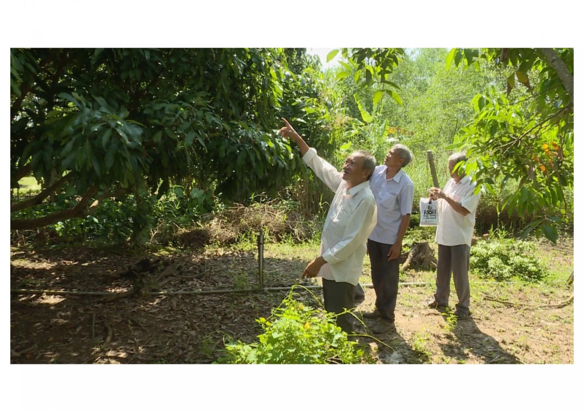 Ông Tâm tận tình hướng dẫn các nông dân xung quanh về kỹ thuật canh tác an toàn, hiệu quả trong vườn nhà mình