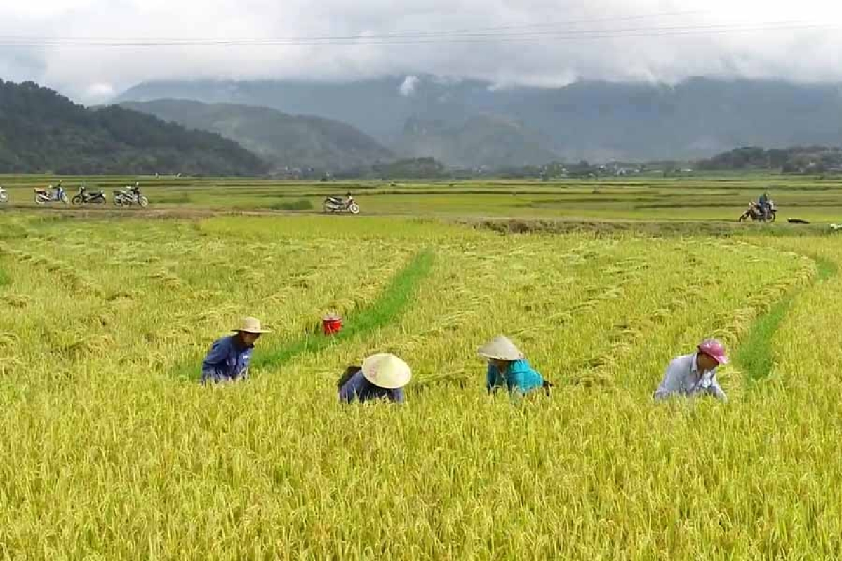 Các vùng sản xuất hàng hóa tập trung ở vùng đồng bào
dân tộc thiểu số được hình thành, mở rộng.
Ảnh: Khắc Kiên/VOV Tây Bắc