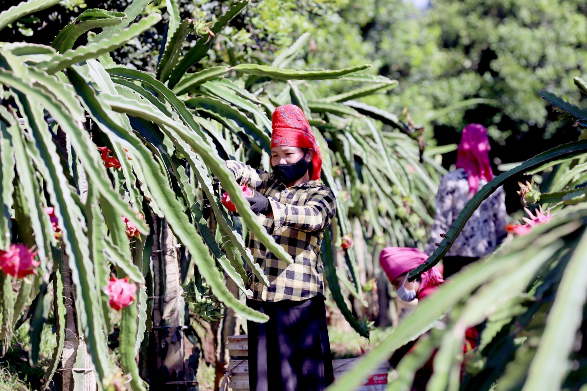 Chuyển đổi số tạo động lực, góp phần thúc đẩy phát triển ngành nông nghiệp ở Sơn La.