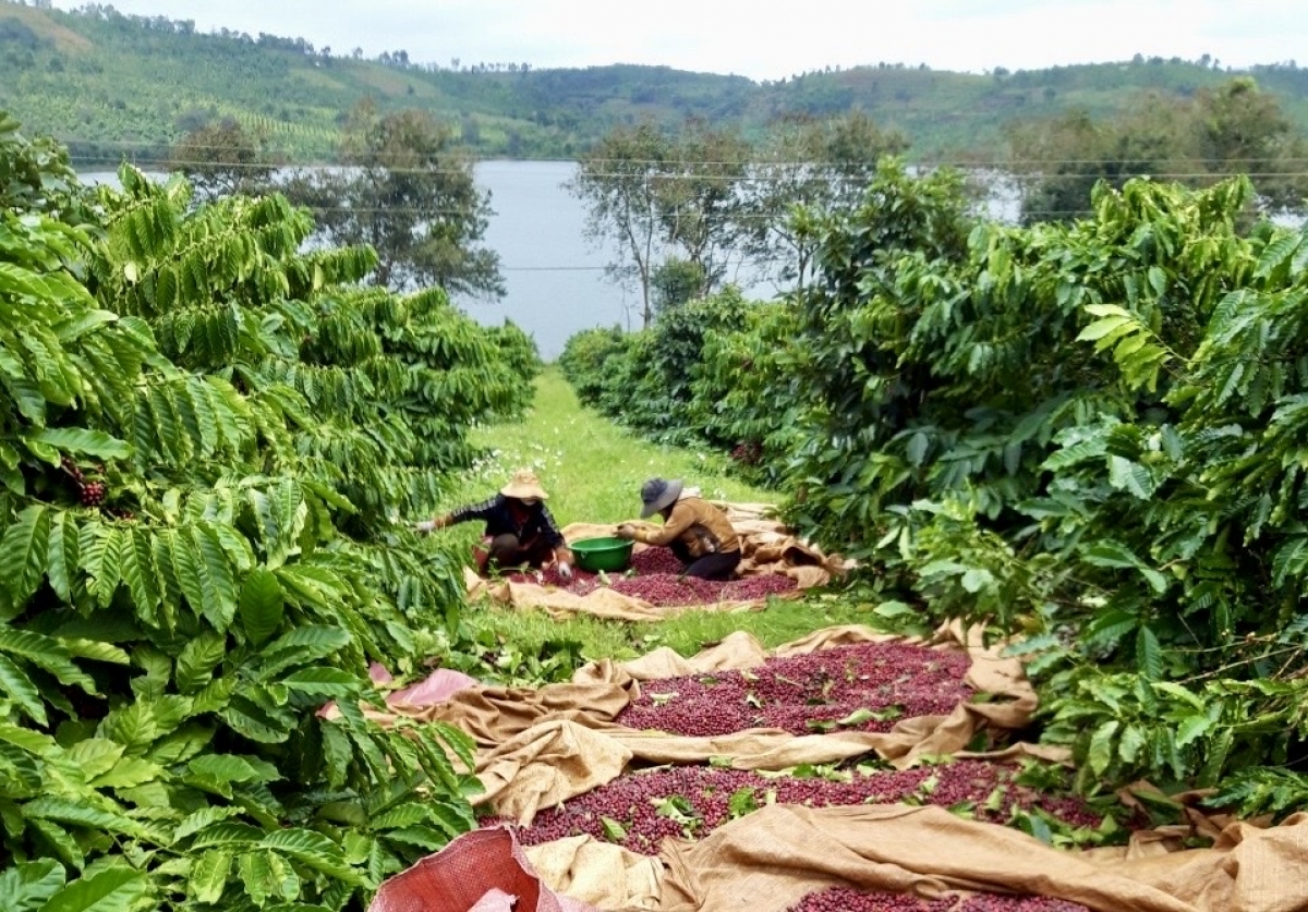 Hái cà phê đạt độ chín là một trong những yếu tố quan trọng quyết định năng suất,
chất lượng của cà phê Đắk Lắk