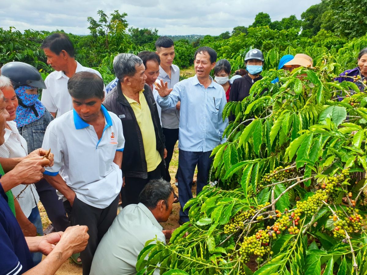 Kỹ sư Nguyễn Văn Kiên (áp sơ mi karo) tại lớp tập huấn hiện trường
"canh tác cà phê thích ứng biến đổi khí hậu"