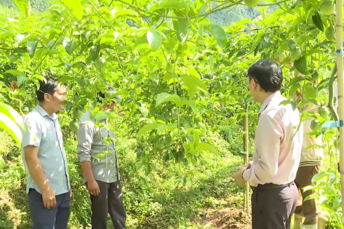 Nhiều cây trồng mới được triển khai tại vùng đồng bào
dân tộc thiểu số cho hiệu quả kinh tế cao.
Ảnh: Khắc Kiên/VOV Tây Bắc