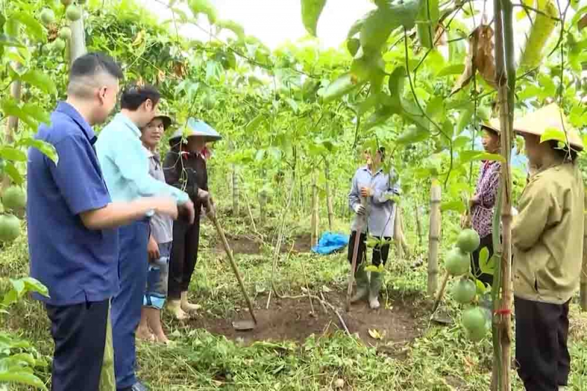 Cán bộ nông nghiệp chuyển giao khoa học kỹ thuật cho bà con nông dân tại vườn chanh leo