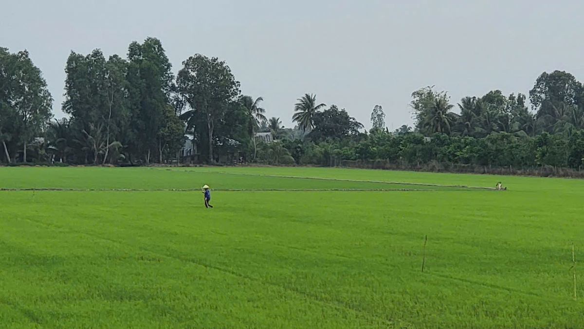 Các cánh đồng lúa gieo sạ đợt 1 đang phát triển xanh tốt