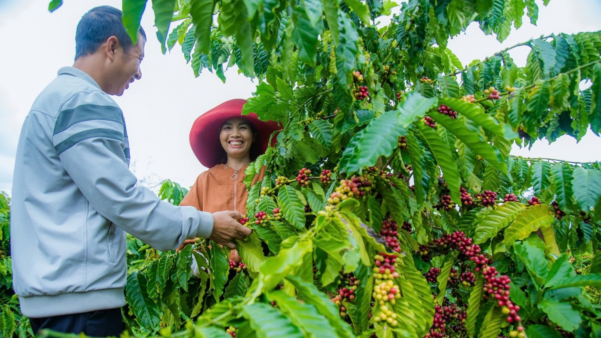Huyện biên giới Đắk Mil là thủ phủ nông nghiệp chất lượng cao của tỉnh Đắk Nông.
Ảnh: Công Bắc/VOV Tây Nguyên