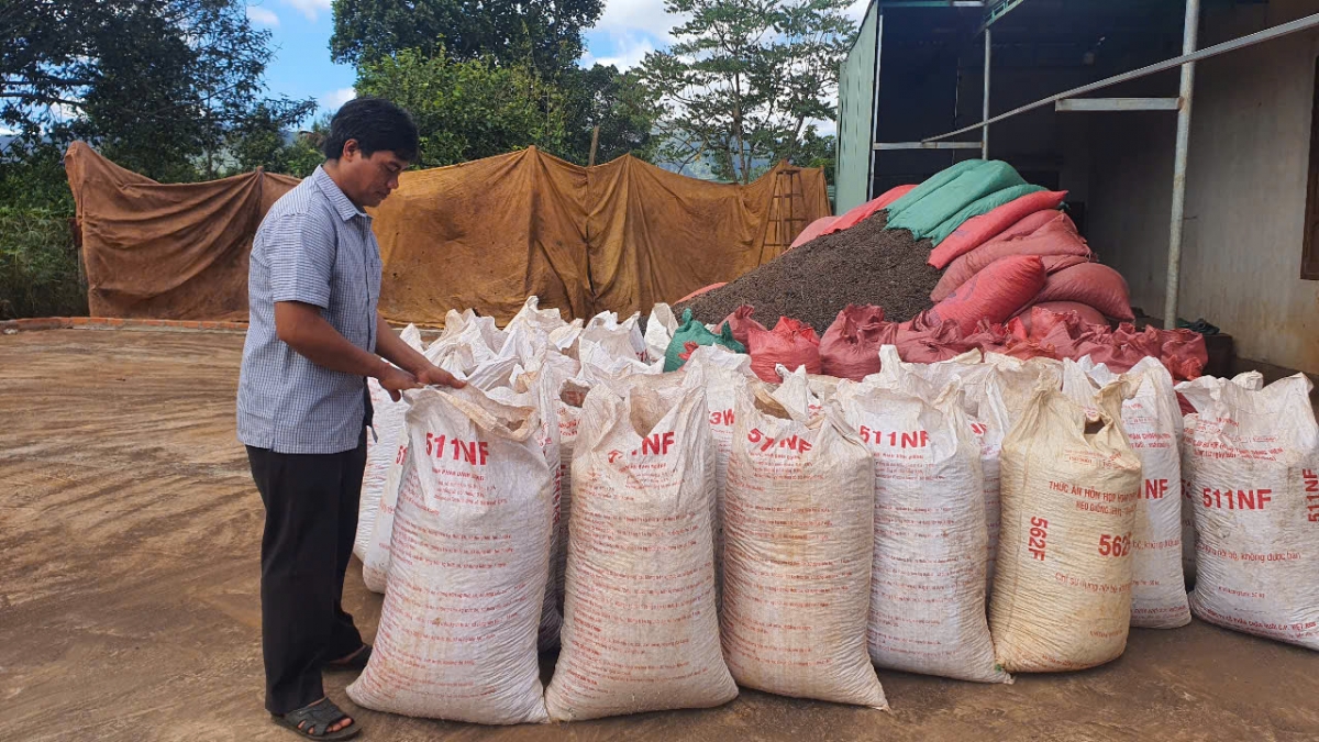 Cần cù, chịu khó, nhiều người dân tộc thiểu số tại Gia Lai
đã trở thành những tỷ phú cà phê, hồ tiêu...
Ảnh: Hoàng Qui/VOV Tây Nguyên
