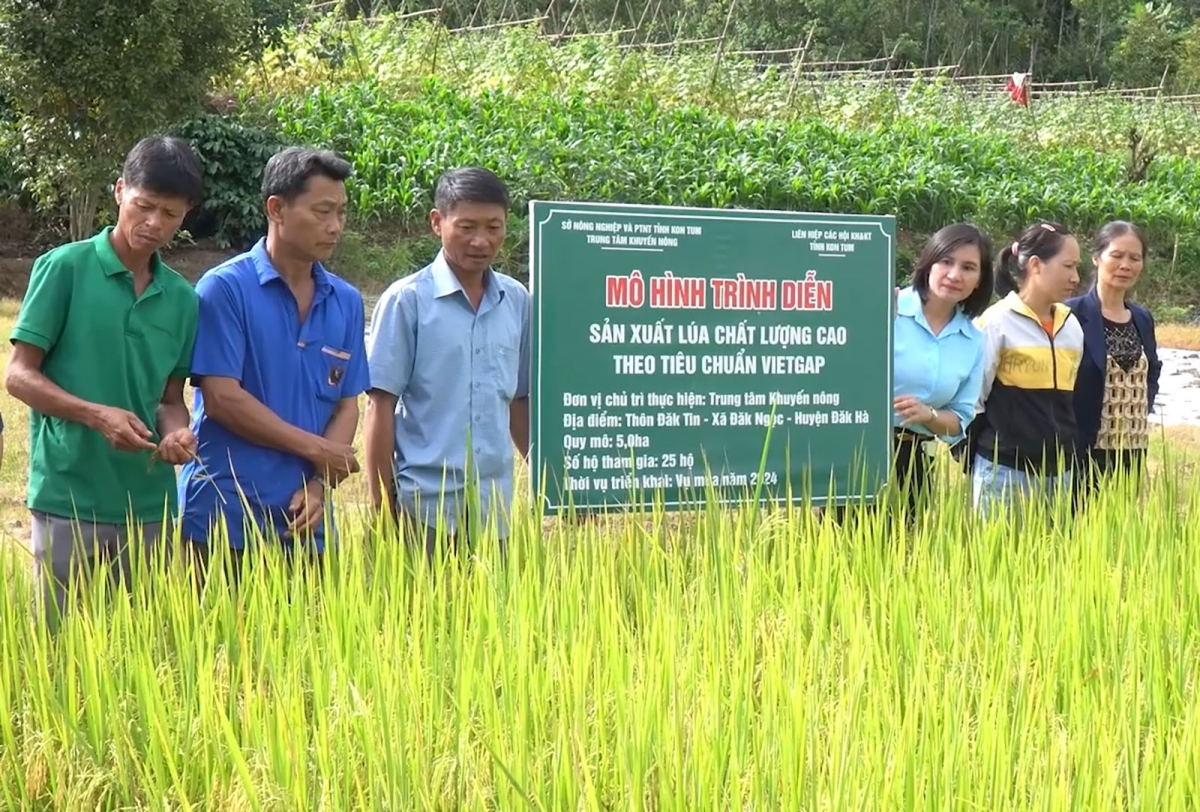 Mô hình sản xuất lúa chất lượng cao tại xã Đăk Ngọk.