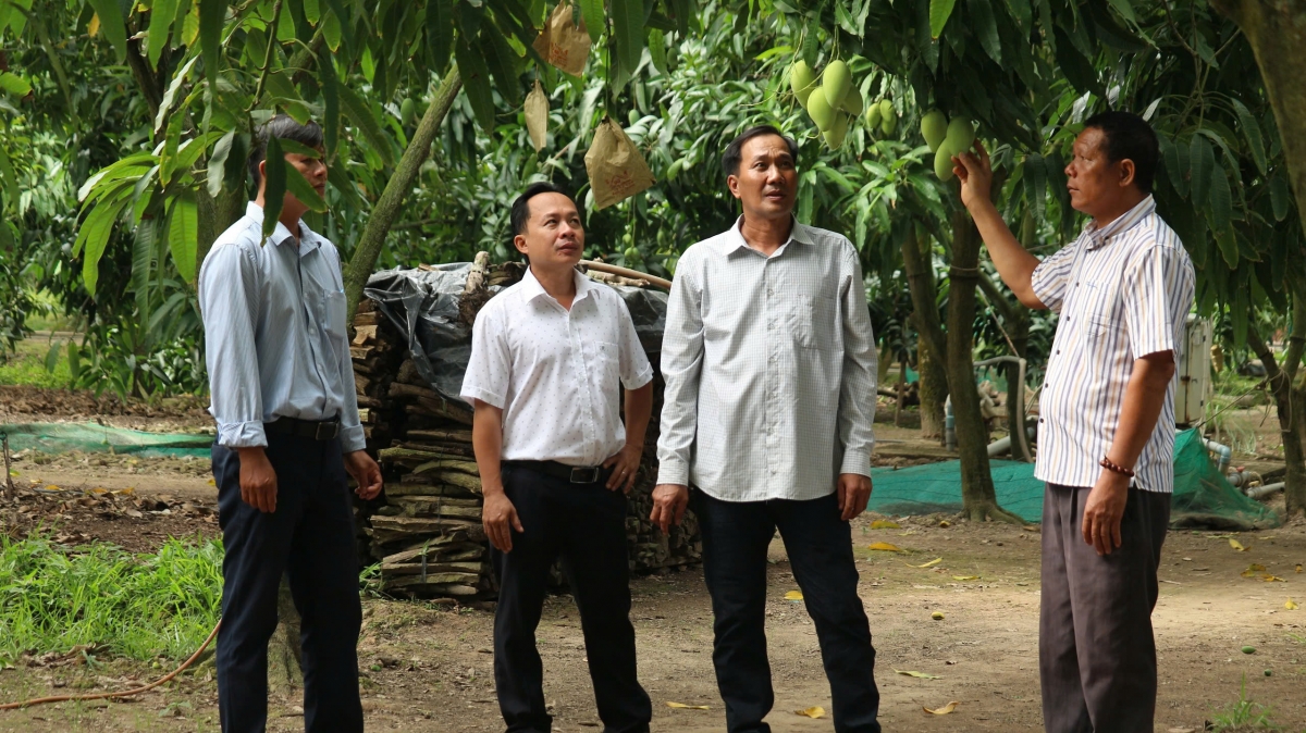 Nông nghiệp là lĩnh vực nhiều tiềm năng phát triển của huyện Cù Lao Dung