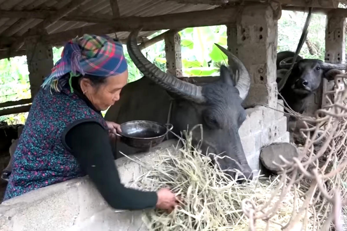 Chủ động nuôi nhốt gia súc trong những ngày trời rét đậm