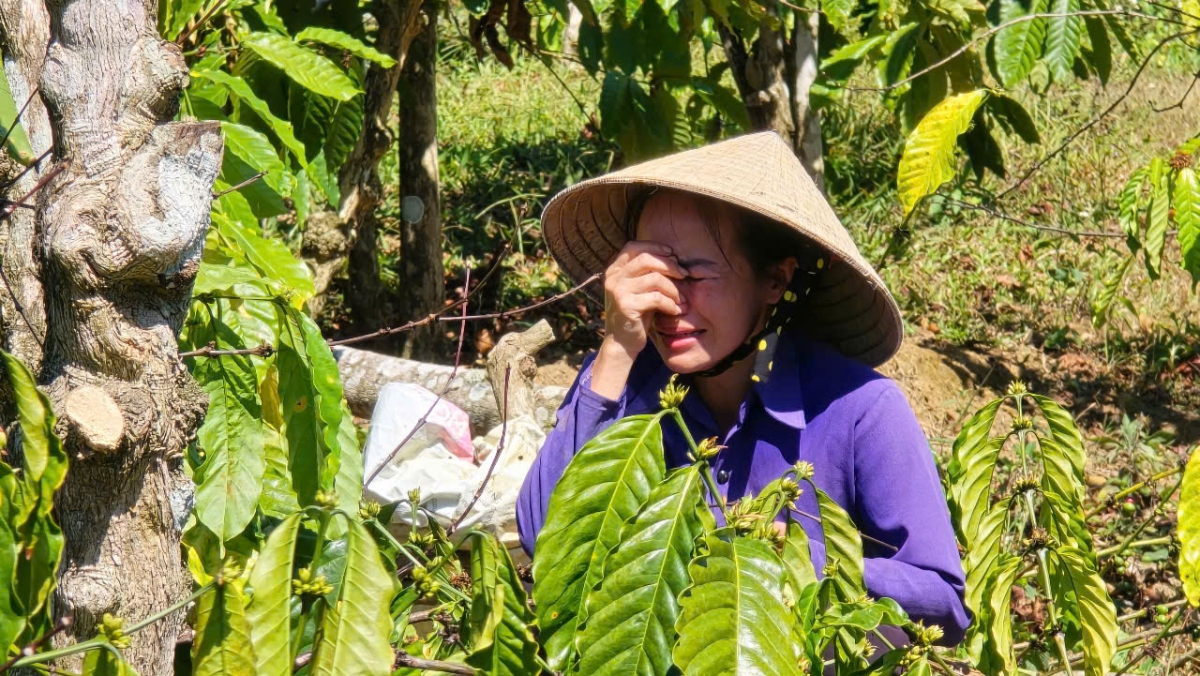 Chị Giang Thị Thanh bên vườn cây bị phá hoại.