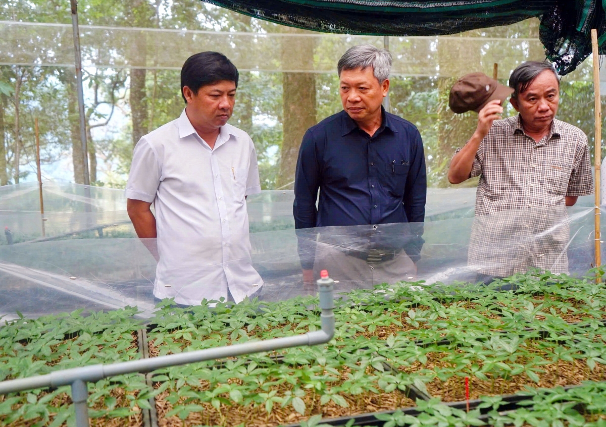 Ông Lương Nguyễn Minh Triết, Bí thư Tỉnh uỷ Quảng Nam (áo trắng) khảo sát thực tế trồng sâm Ngọc Linh.