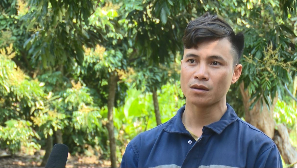 Anh Lò Văn Châm là thành viên HTX nông nghiệp Hoa Mười cho biết, nhãn chín sớm đòi hỏi yêu cầu kỹ thuật cao hơn so với nhãn địa phương, nhưng cho năng suất, chất lượng và giá trị cao hơn