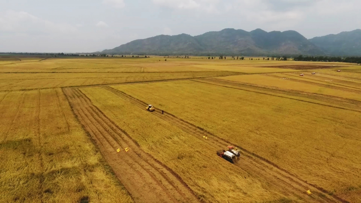 Cánh đồng lớn tại an giang