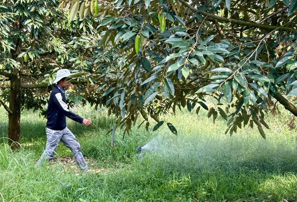 Công nghệ tưới tiết kiệm đã được nhiều nông dân Đắk Lắk áp dụng trong sản xuất.
Ảnh: Hương Lý/VOV Tây Nguyên