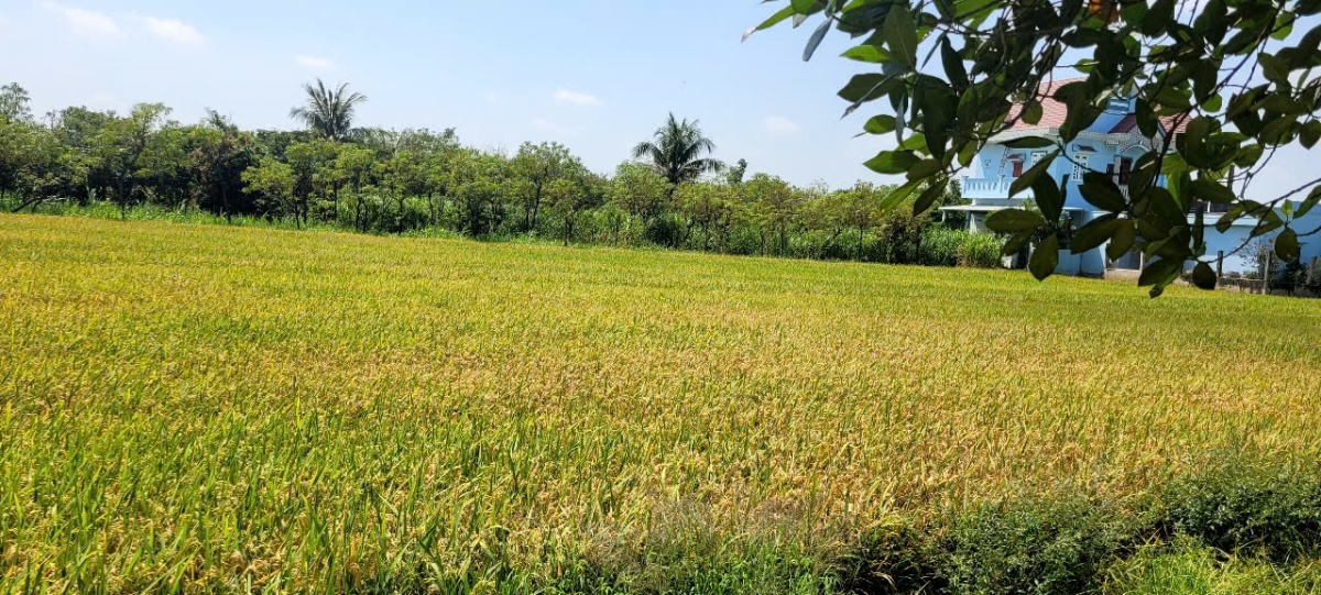 Lúa Đông Xuân sớm vùng Gò Công thất mùa hơn cùng vụ các năm trước