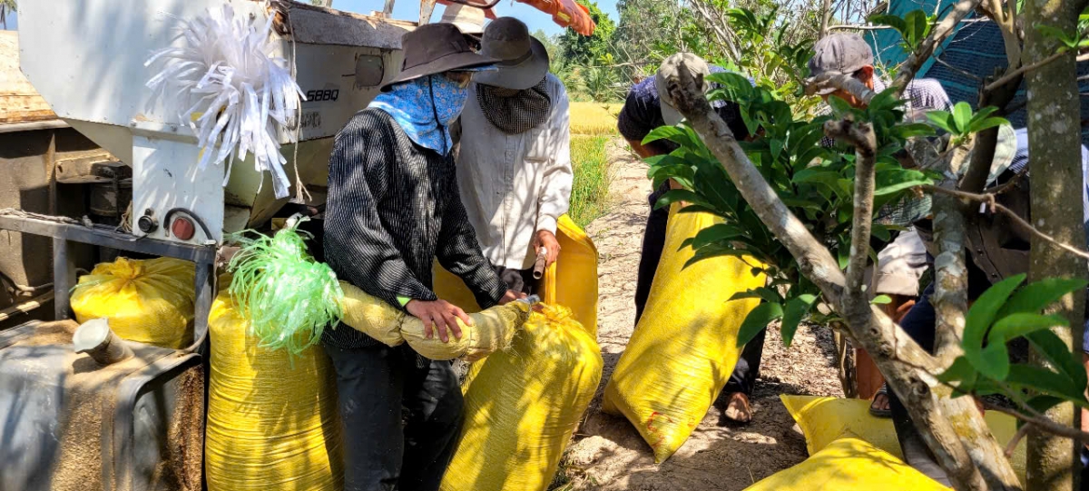 Nhiều diện tích lúa năng suất kém nên không có lãi hoặc lãi rất thấp