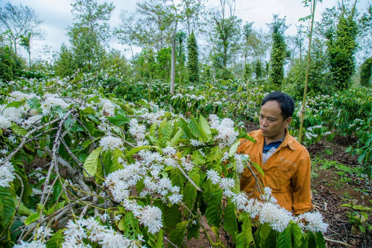 Nhiều vườn cà phê đang bung hoa gặp mưa trái mùa làm khả năng thụ phấn thấp.