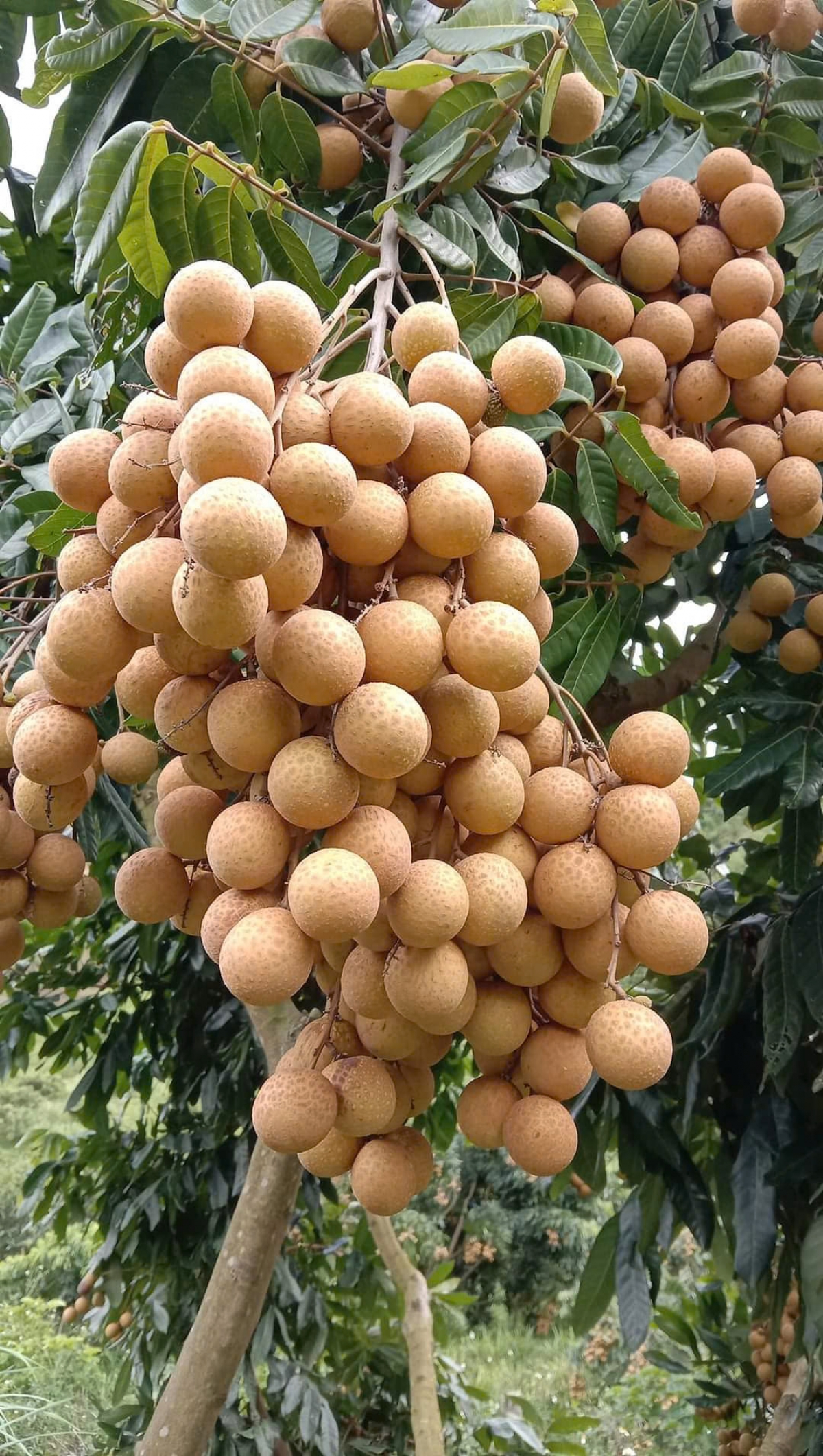 Sản lượng nhãn hằng năm ở Sông Mã ước khoảng 10.000 tấn quả