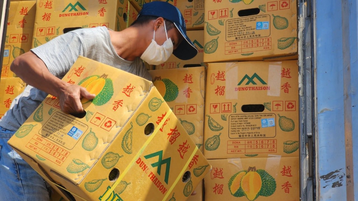 Hiện phía Trung Quốc kiểm tra 100% các lô hàng quả sầu riêng tươi, nếu đạt chuẩn mới được thông quan.