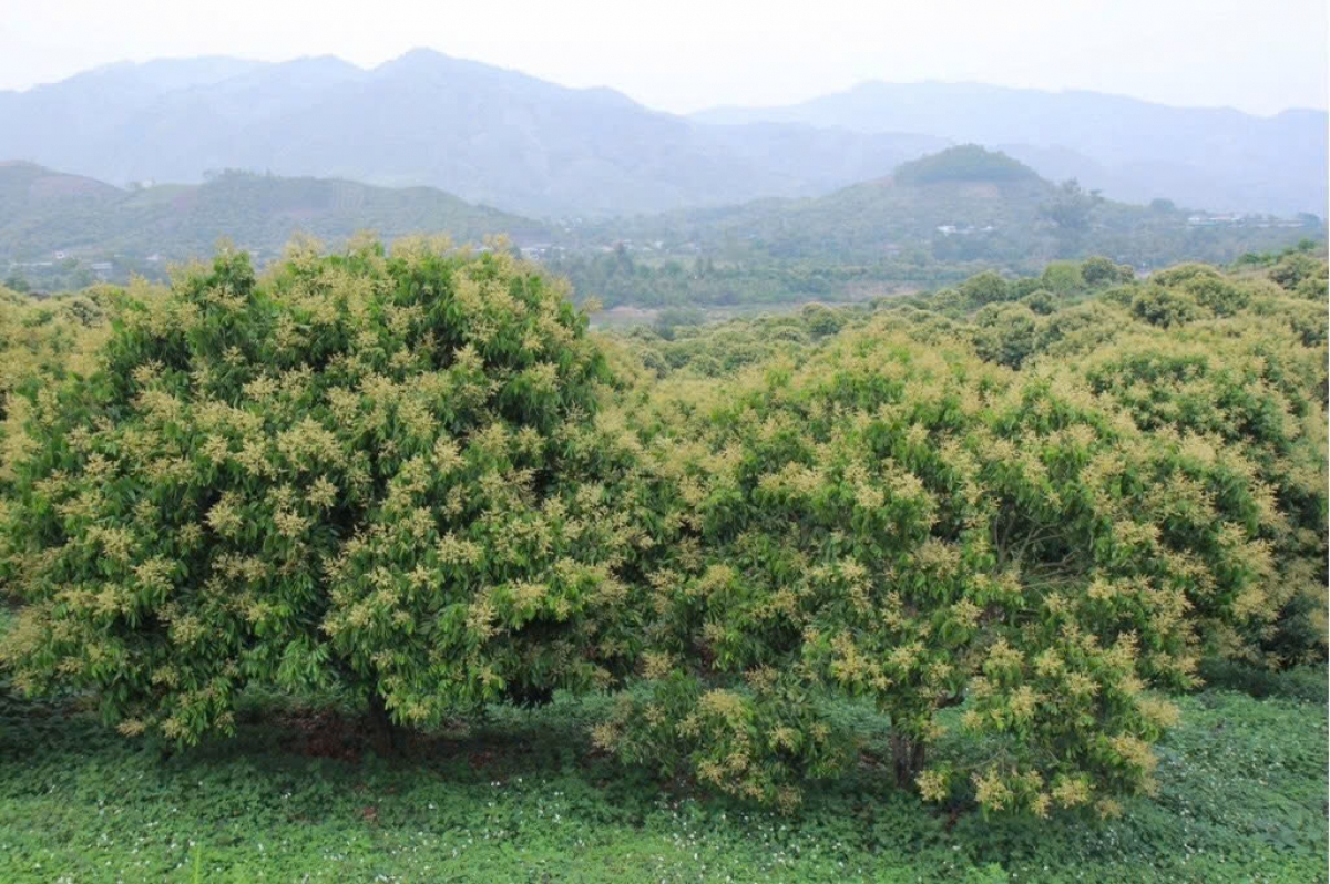 Thời điểm hiện tại, nhãn chín sớm ở Sông Mã đang ra hoa