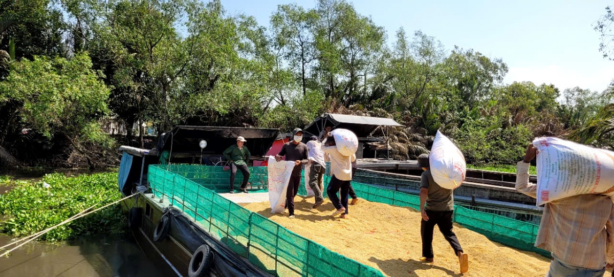 Thương lái đến thu mua lúa Đông Xuân của nông dân chỉ để tiêu thụ nội địa