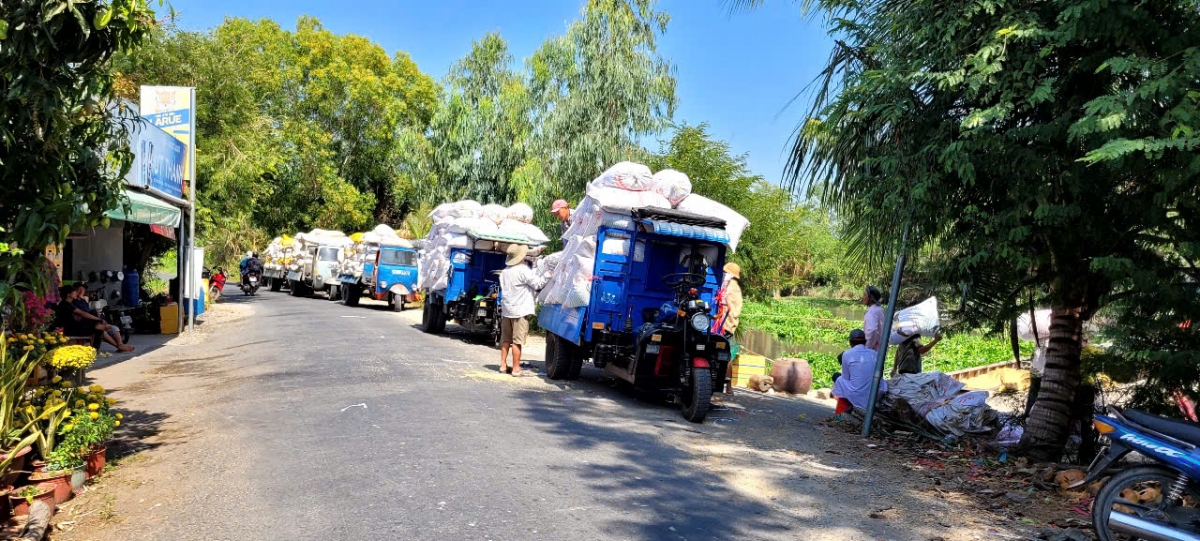 Vùng Gò Công bước vào thu hoạch lúa Đông Xuân nên lượng lúa hàng hóa ngày càng nhiều, giá lúa chưa có chuyển biến tốt