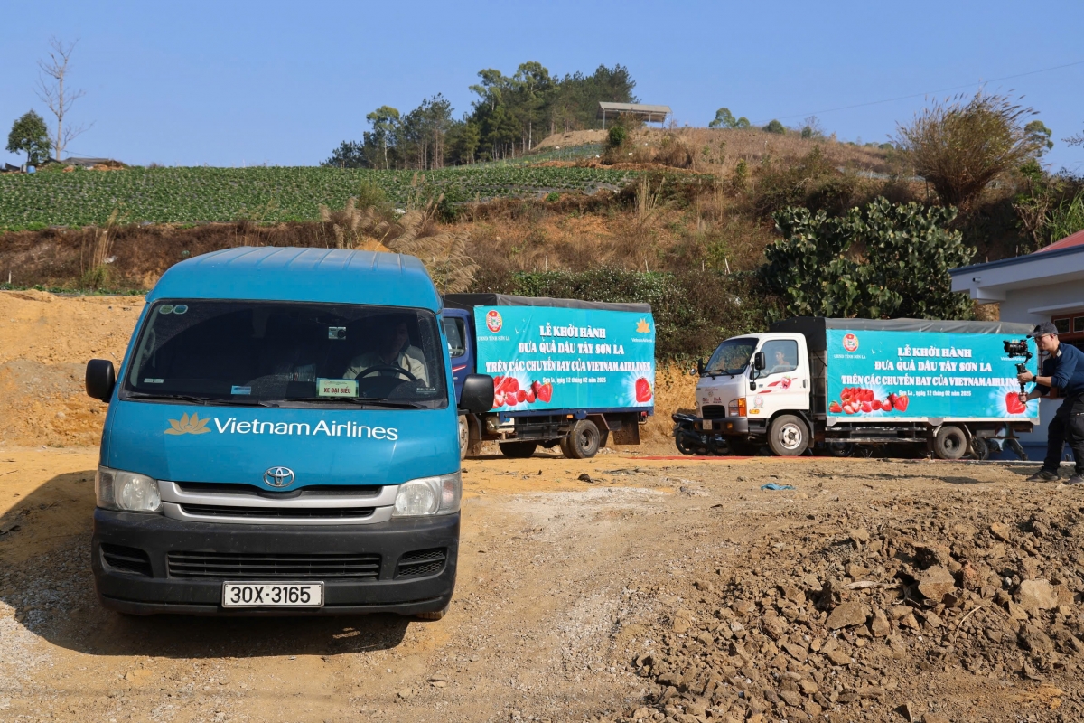 Xe đưa dâu tây Sơn La khởi hành.
Ảnh: Trấn Long/VOV Tây Bắc