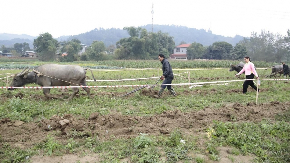 Xuống đồng thi cày và thi gieo hạt