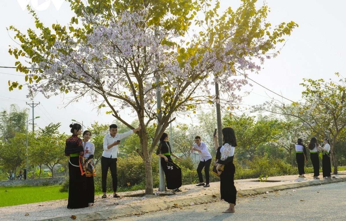 Người dân, du khách hào hứng chụp hình lưu kỷ niệm với những cây hoa ban trắng