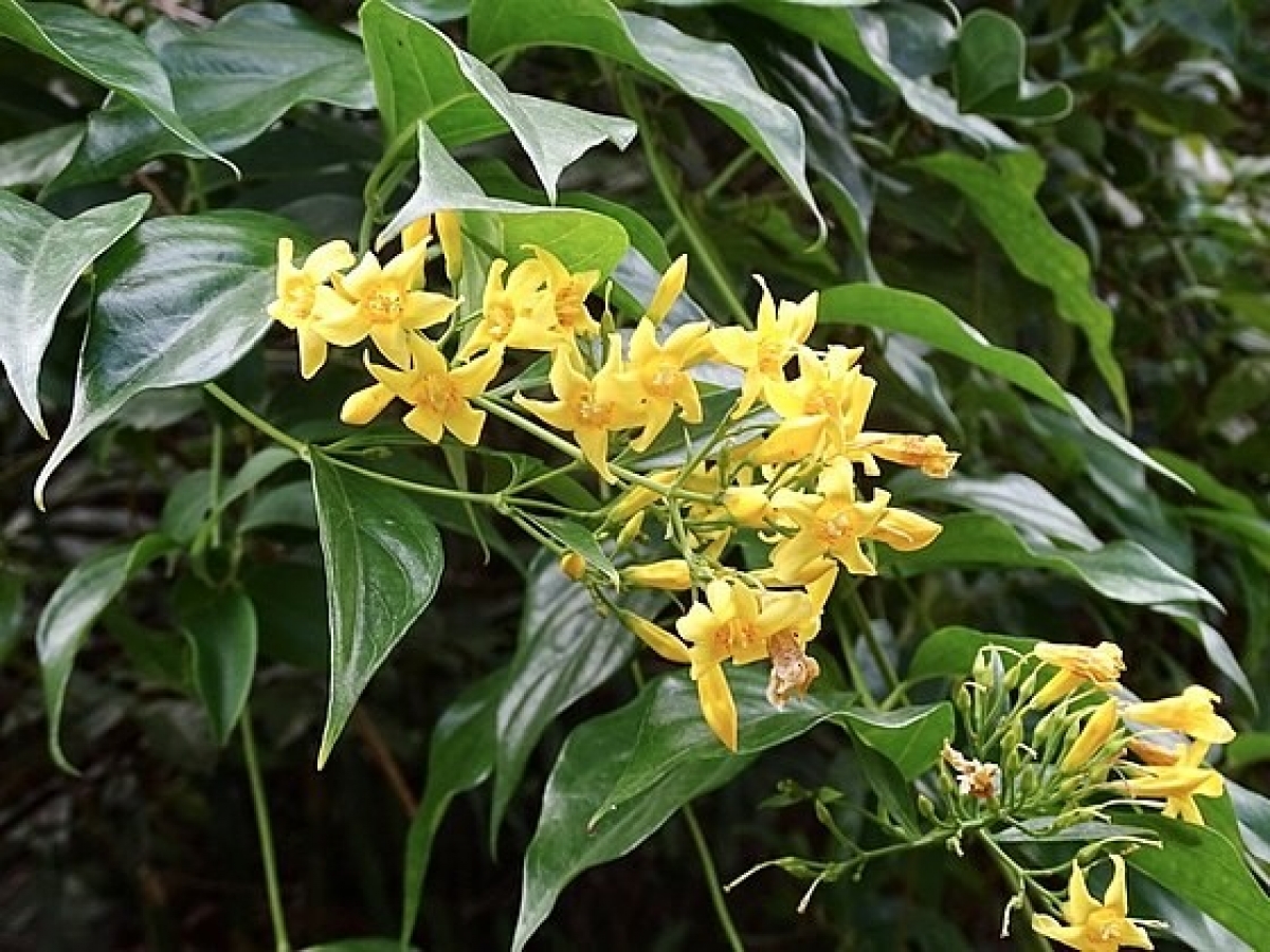 Lá ngón là loại cây có độc tính cao (Ảnh minh hoạ)