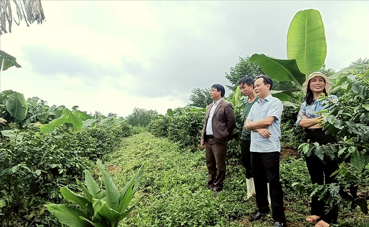 Ông Nguyễn Mạnh Hùng, Chủ tịch UBND huyện A Lưới (người thứ hai từ phải qua trái) cùng cán bộ Phòng Nông nghiệp huyện A Lưới đến thăm mô hình kinh tế của gia đình ông Lê Như Tự