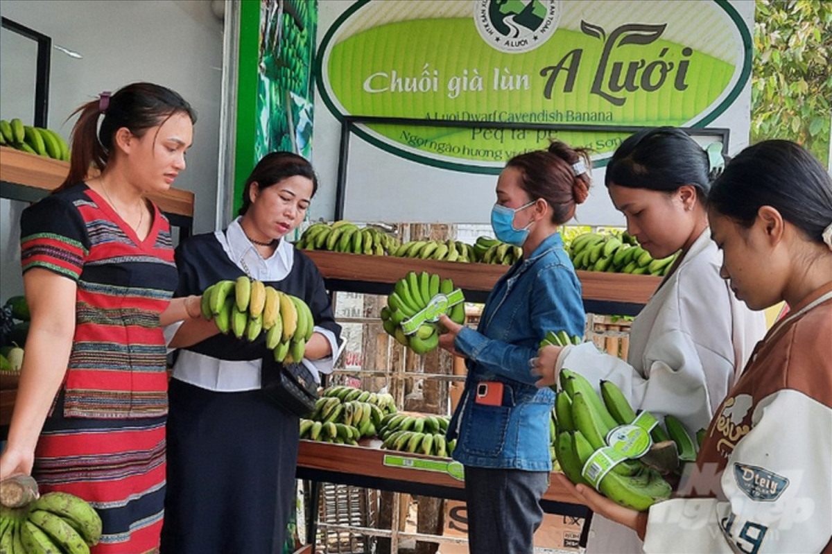 Chuối già lùn là sản phẩm OCOP của A Lưới mang lại hiệu quả kinh tế cho bà con DTTS ở A Lưới