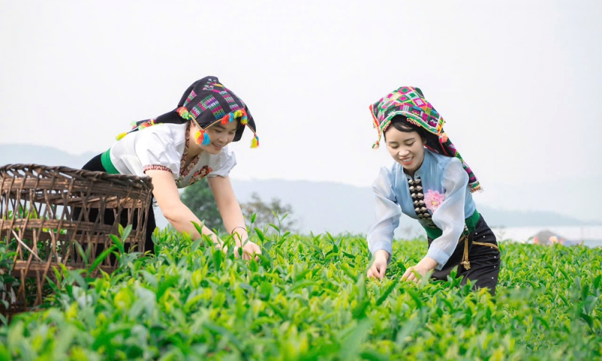 Gần 7.000ha cây trồng vùng sản xuất hàng hóa tập trung đã mang lại cuộc sống ấm no cho bà con các dân tộc trên địa bàn