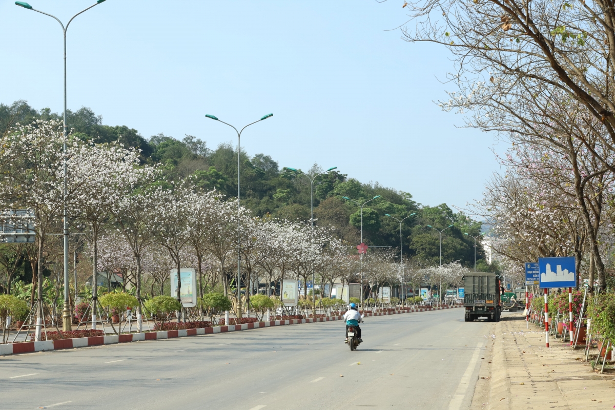 Đến với phố núi Sơn La dịp này,
du khách có thể dễ dàng ngắm hoa ban dọc các trục đường chính.