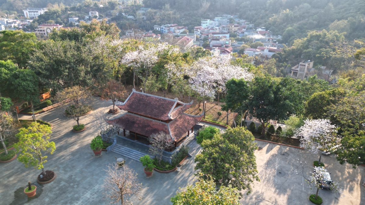 Hoa Ban nở trắng rừng từ lâu đã trở thành nét đặc trưng
của đất trời Sơn La - Tây Bắc trong mùa xuân.