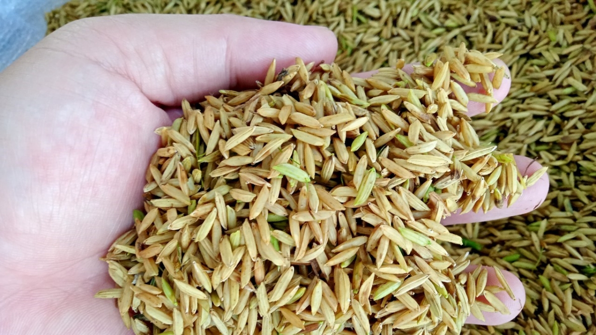 Trong nước hiện là thời điểm đang thu hoạch rộ lúa vụ Đông Xuân tại các tỉnh ĐBSCL