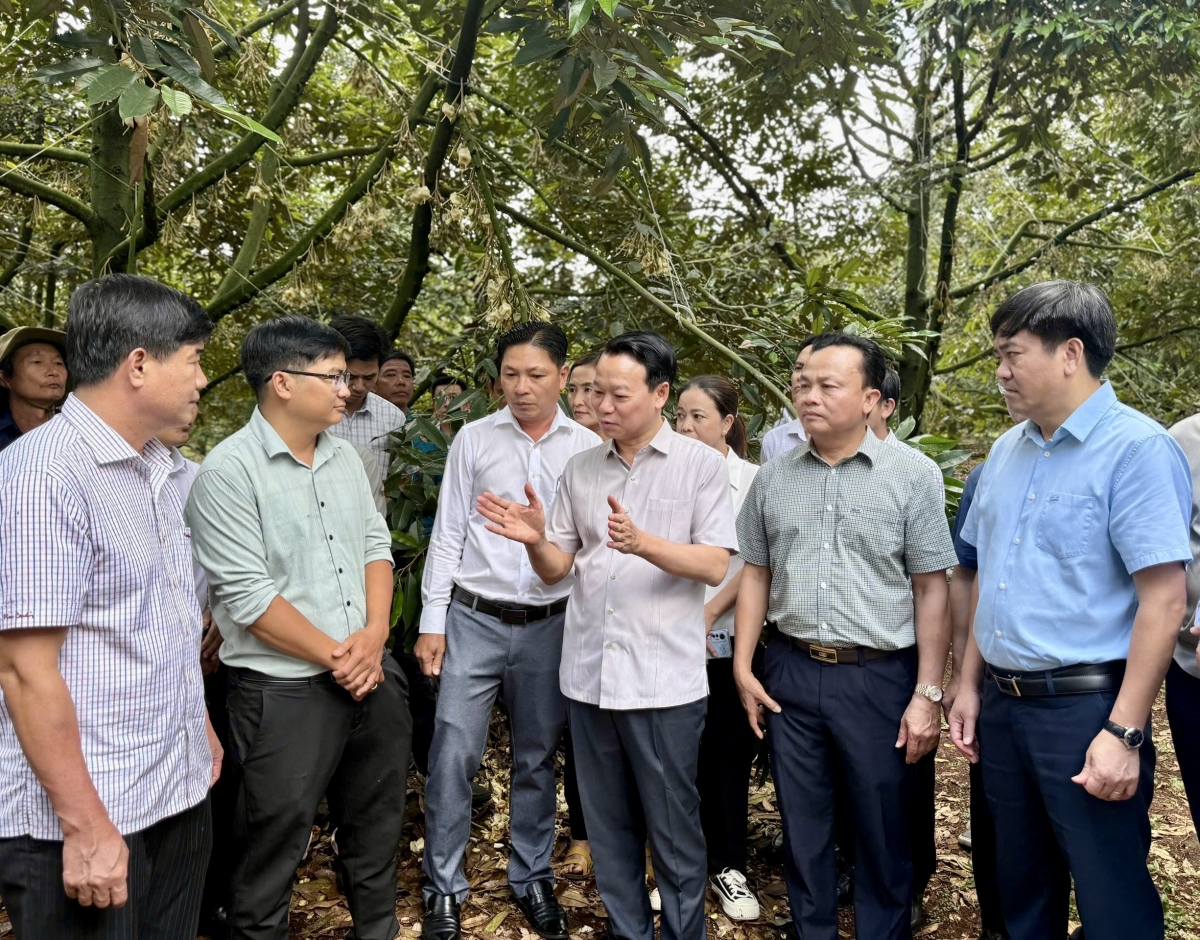 Mâu kong pơlê, khu mơdró kâ, khu pêi cheăng tơrŭm ƀă kuăn pơlê rơtế dêi pó tơkêa pơhlêh ing tuăn mơno ta troh a tơdroăng cheăng vâ mơjiâng, mơnhông kơvâ pêi pêt plâi sầu riêng Việt Nam tơniăn ton