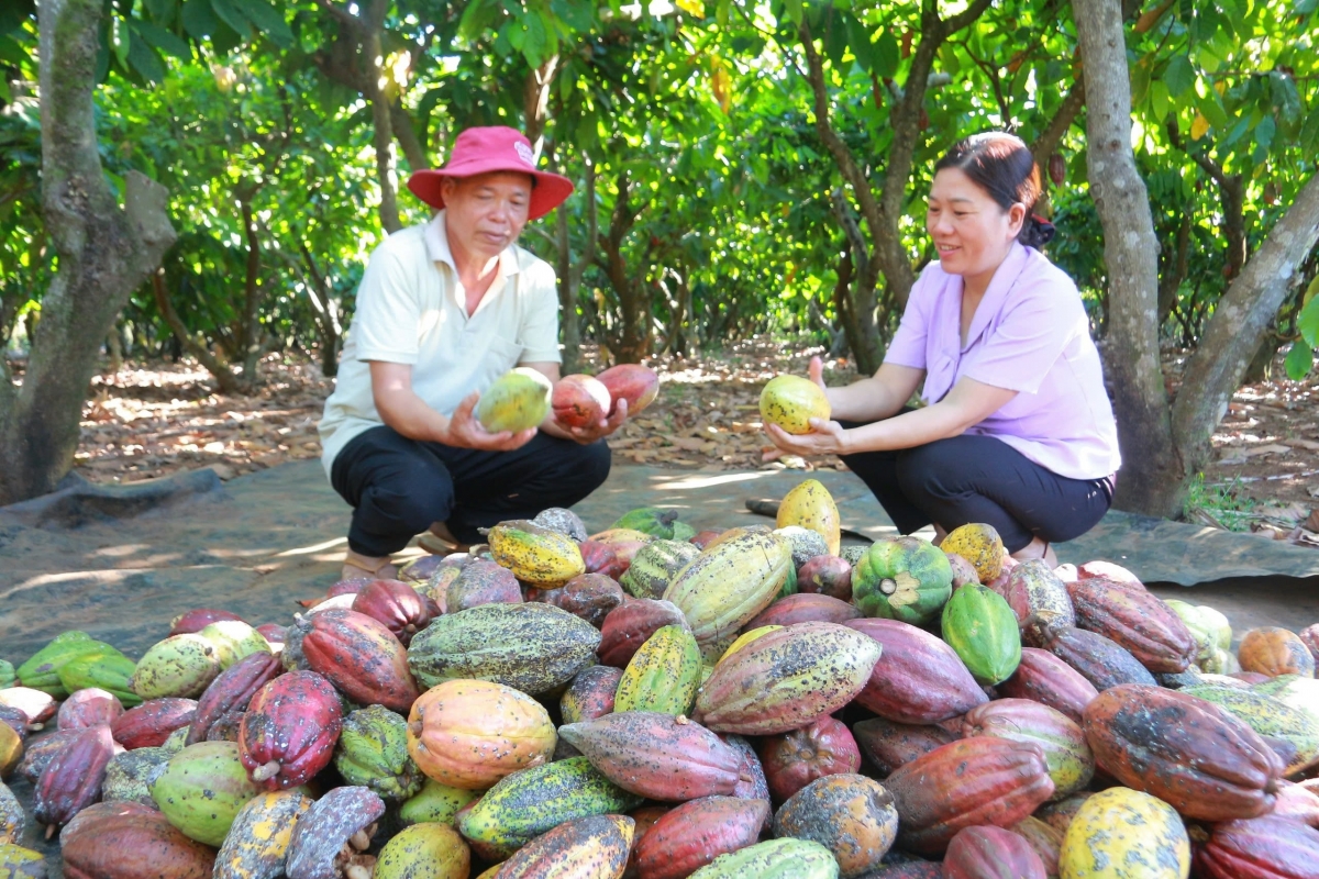 Hơp tak xah choh jang sa jang ka kao Tân Thành, tơring Ea Na, apŭng Krông Ana, dêh char Dak Lăk hlôi jang kiơ̆ jang ka kao kiơ̆ trong choh jang sa dăr.