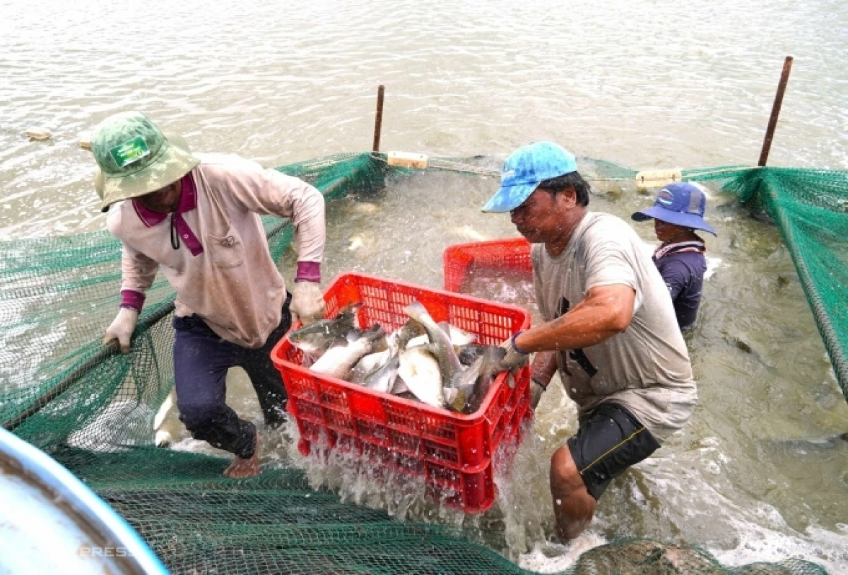 Urang mek ikan chẽm di labik raong di sa-ai Dũng