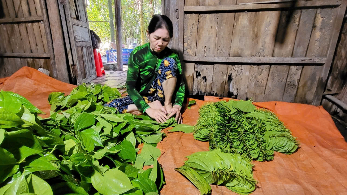 Lá trầu được tiêu thụ ở các chợ trên địa bàn tỉnh Hậu Giang, thành phố Hồ Chí Minh, đặc biệt xuất sang một số nước như Campuchia, Đài Loan (Trung Quốc).