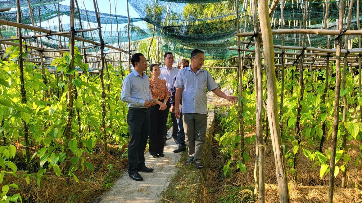 Làng trầu Vị Thủy sẽ trở thành điểm du lịch cộng đồng độc đáo để giúp bà con địa phương tăng thêm thu nhập.