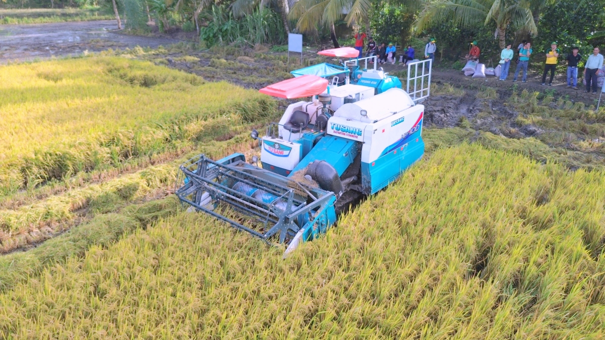 Lúa gạo vẫn đang là thế mạnh của ĐBSCL