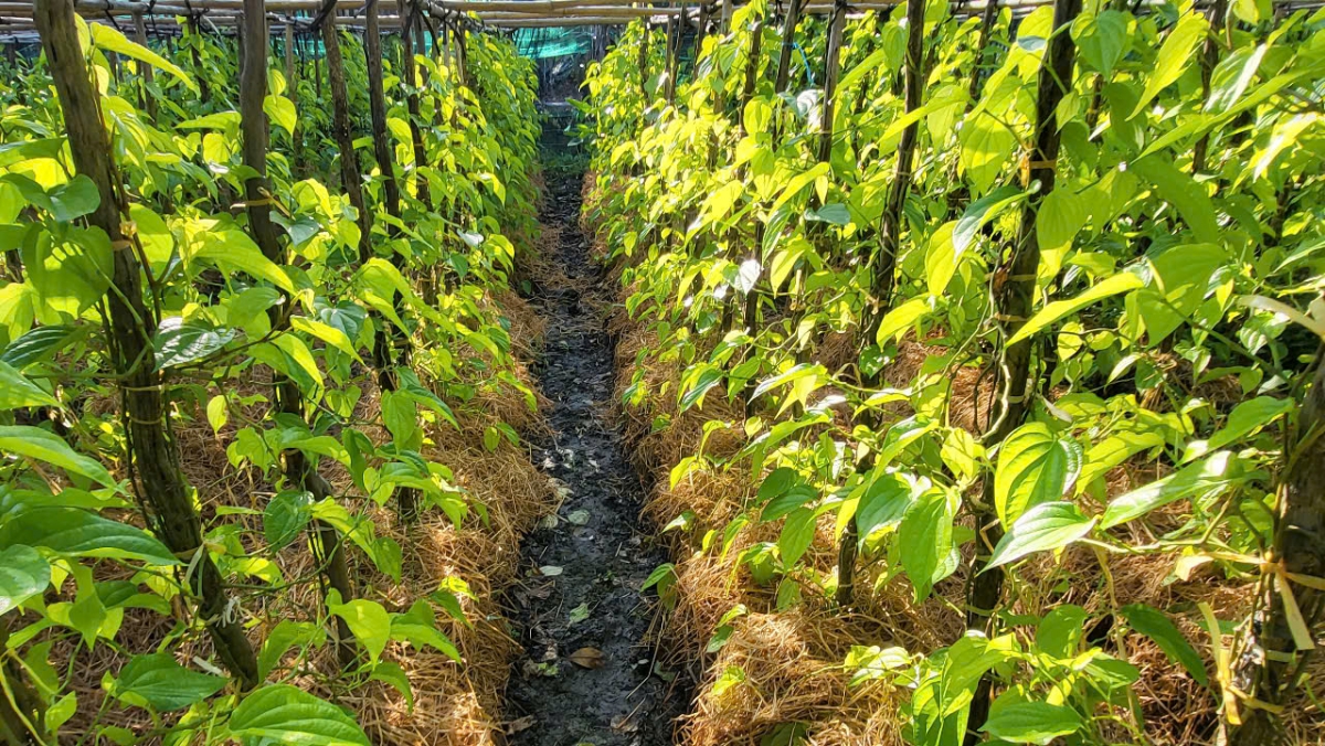 Một góc Làng trầu Vị Thủy