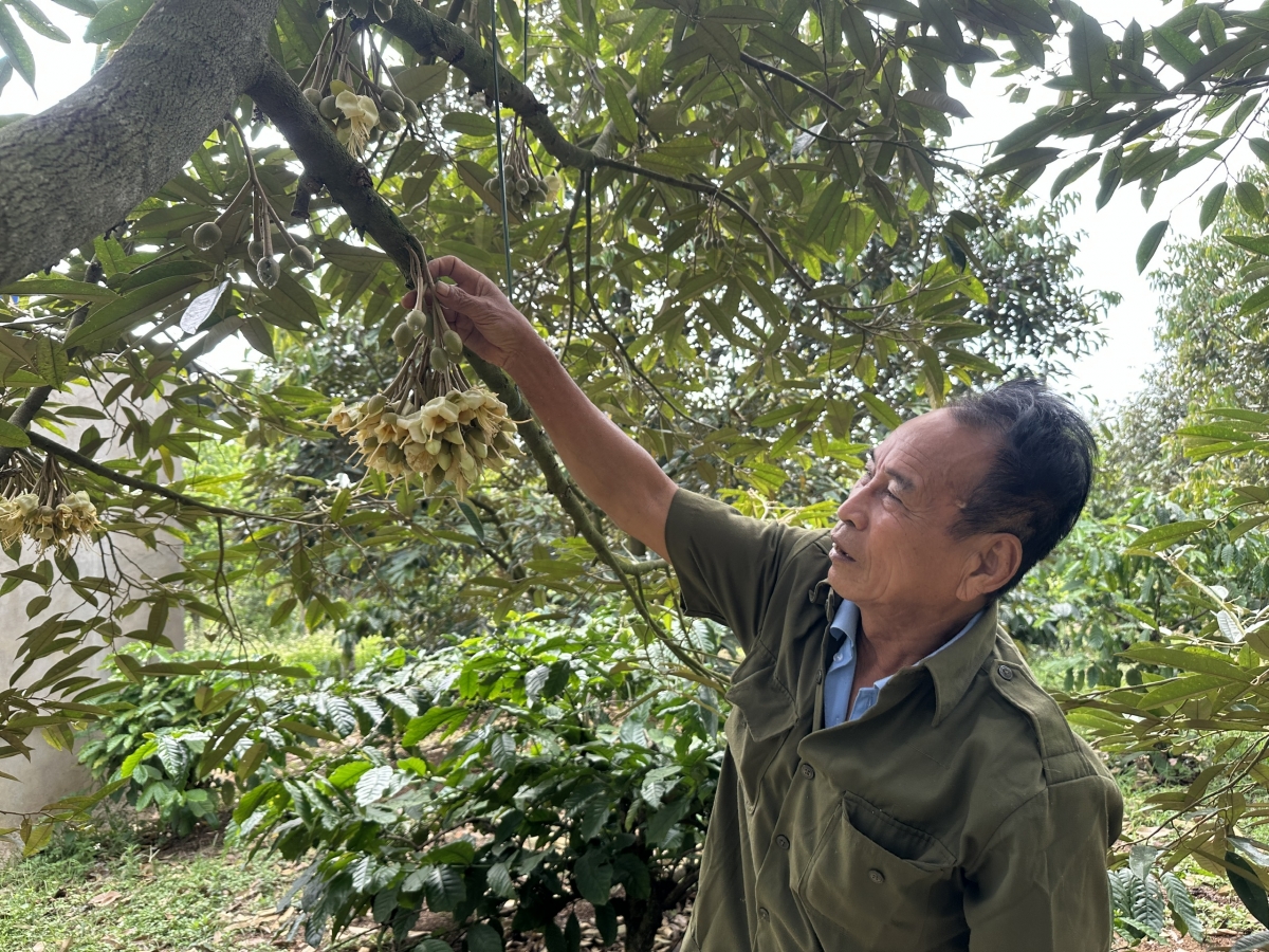 Kuăn pơlê Dak Lak rak ngăn dêi sầu riêng