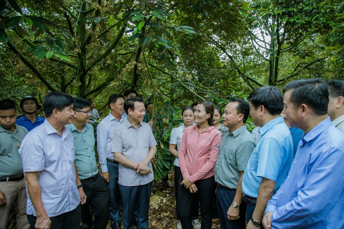 Sầu riêng hơnhăk đei iŏk yua kơjăp ăn kon pơlei choh jang sa păng rim hơnih mơdro sa.