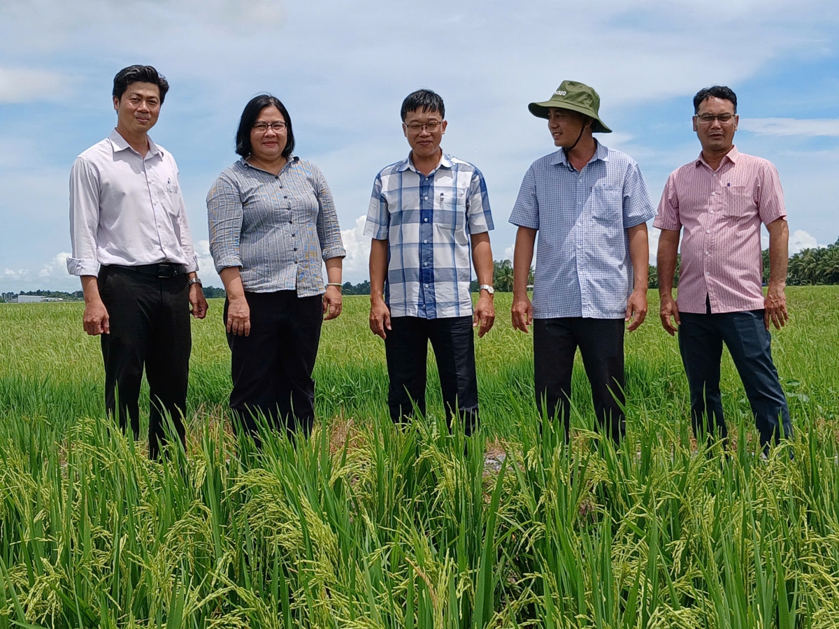 Bà Huỳnh Kim Định- Phó Giám đốc Trung tâm Khuyến nông Quốc gia thăm mô hình sản xuất theo quy trình lúa chất lượng cao do Tổ khuyến nông cộng đồng xã Vĩnh Thuận Tây, huyện Vị Thủy, tỉnh Hậu Giang thực hiện.