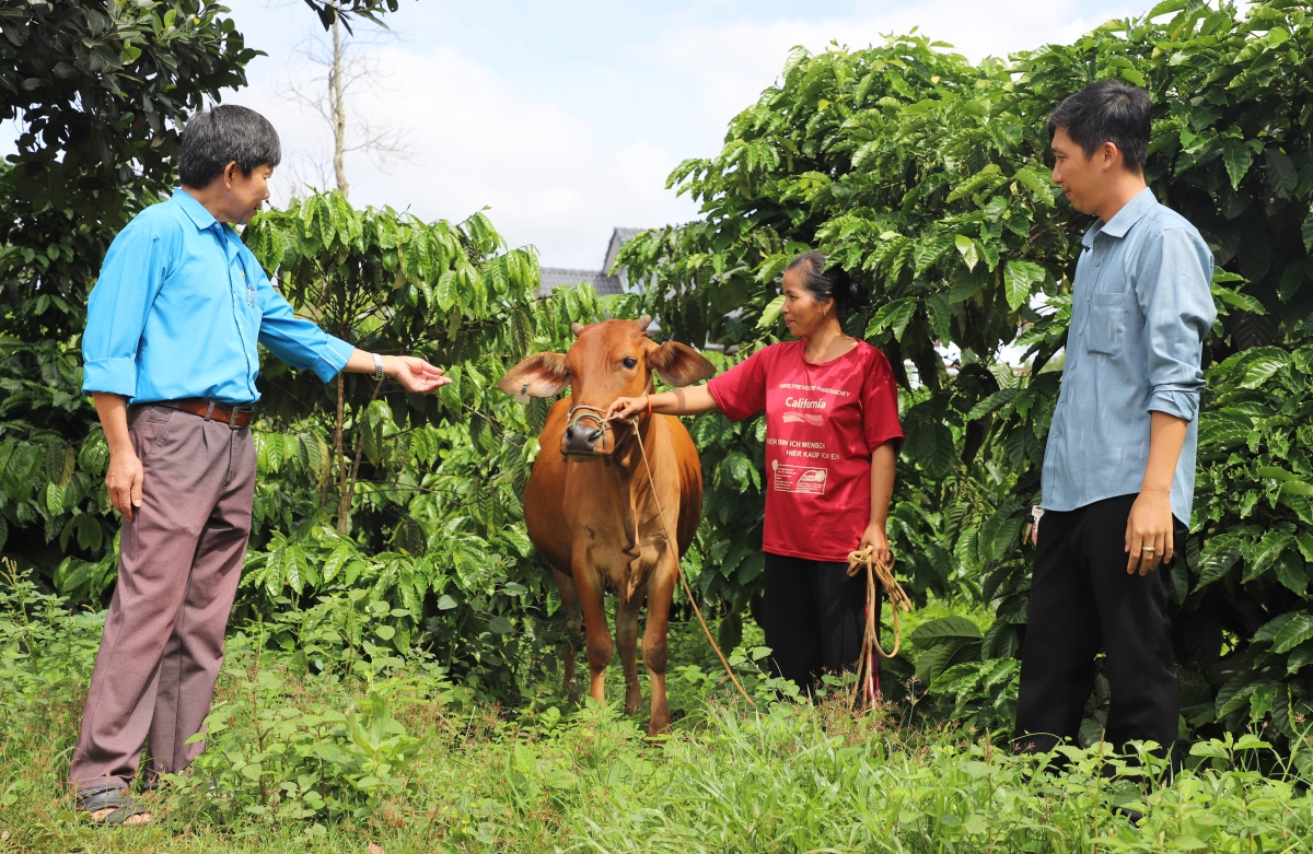 Tơdroăng pơcháu ro tăng cheăng kâ ăm mâu rơpŏng kuăn pơlê mơngế Rơđế a cheăm Tâm Thắg, tơring Cư Jut pro pơxúa khât